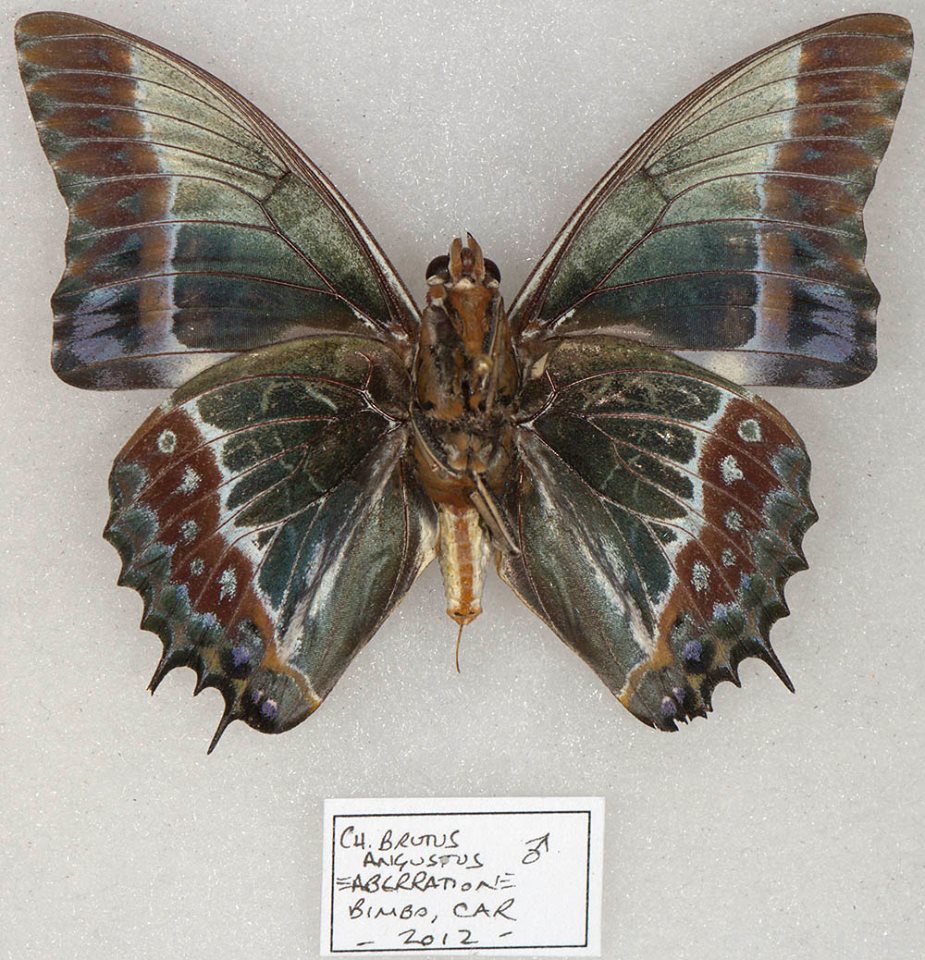 Charaxes brutus (verso aberration) (Internet Image property of respective owner, non-commercial use only)